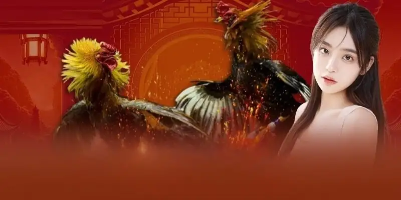Đá gà XO88 - Đấu trường chiến kê đỉnh cao dành cho dân chơi 5 Đá gà XO88 – Đấu trường chiến kê đỉnh cao dành cho dân chơi