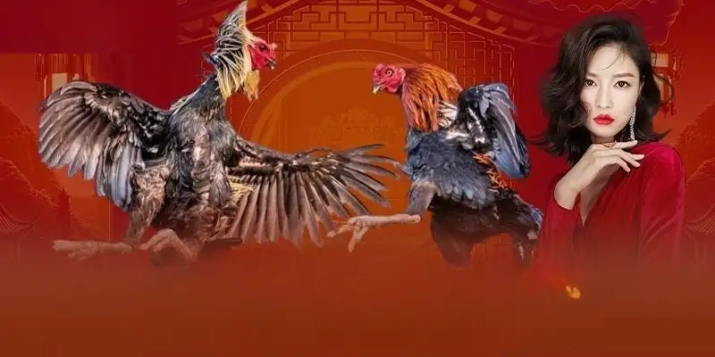 Đá gà XO88 - Sân chơi chọi gà online đỉnh cao đáng thử 5 Đá gà XO88 – Sân chơi chọi gà online đỉnh cao đáng thử